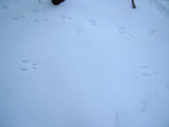DSCN1406.JPG
