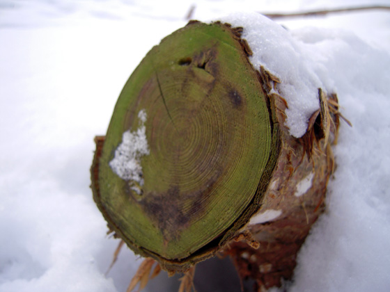 DSCN1419.JPG