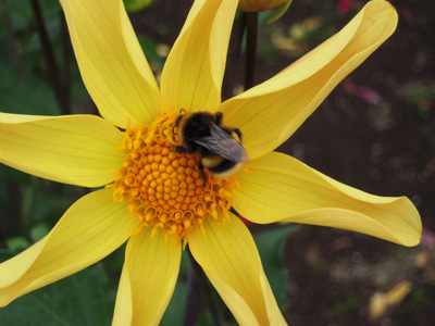 bee.jpg
