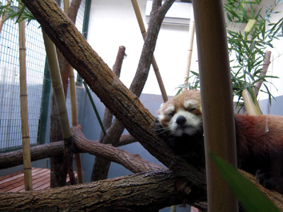 レッサーパンダ